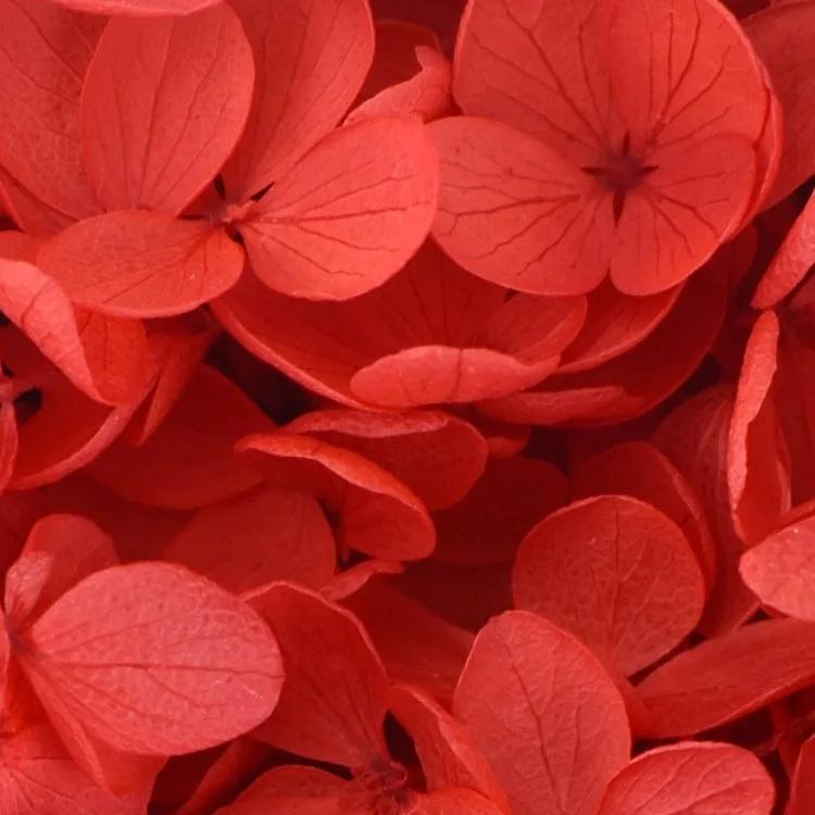 20g Natural Dried Flowers Hydrangea Macrophylla Home Flowers Decoration Wedding Celebration Bouquet Materials