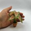 1:12 Dollhouse Miniature Plant  Miniature Dollhouse Decorations