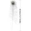 10 Pcs Natural Peacock Feathers with Eye Craft Decoration