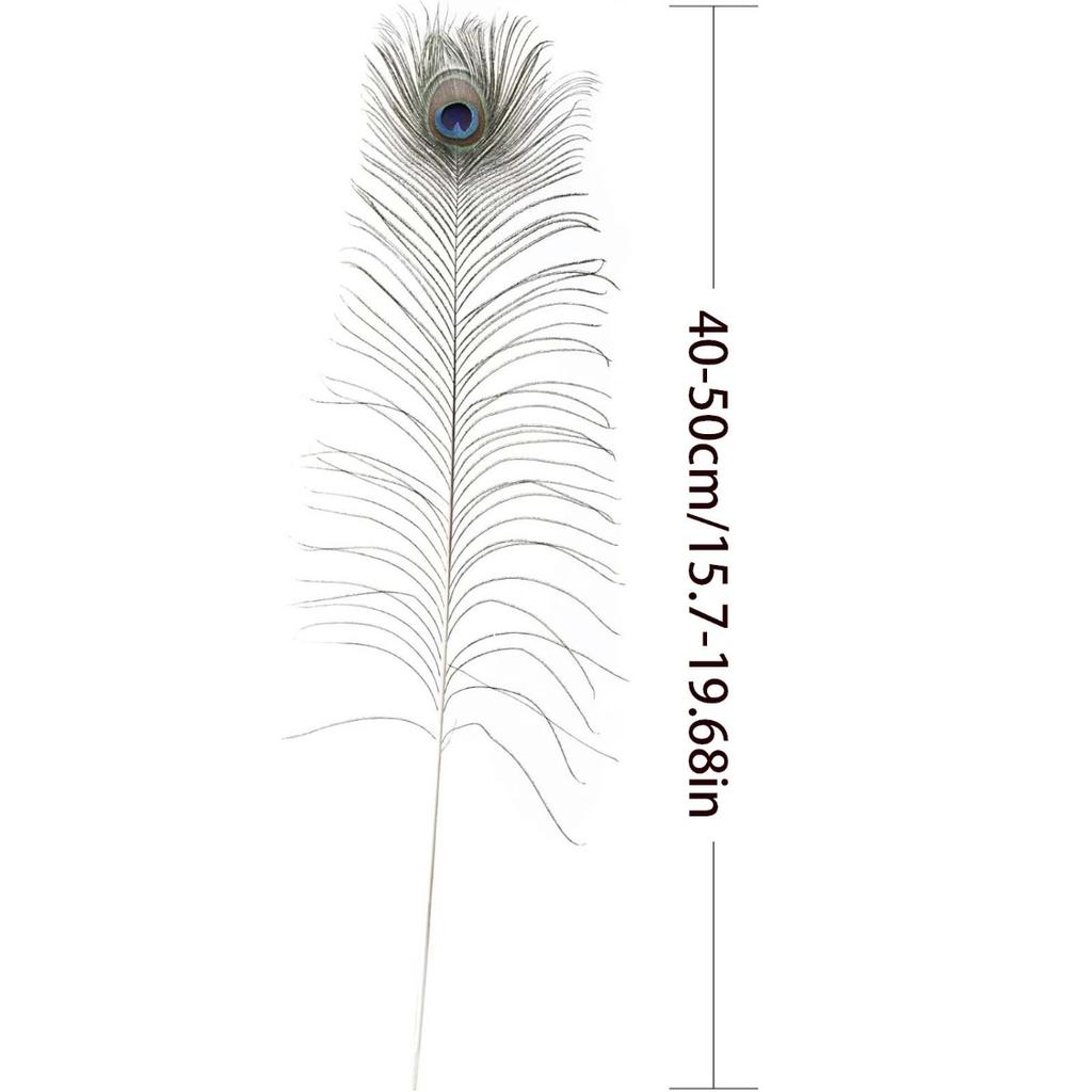 10 Pcs Natural Peacock Feathers with Eye Craft Decoration
