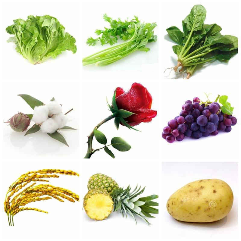 Fertilizzante per Piante da Giardino e Fattoria 20ml Necessario per la Crescita delle Piante 920 Regolatore di Crescita per Piante Utile Accessorio per Giardinieri
