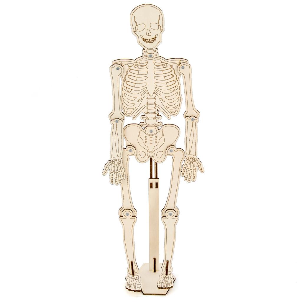 Childrens Human Skeleton Building Kit Science Experiment Educational Toy For Kids Learning