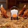 Automatic Heated Poultry Waterer Adjustable Height Large Capacity Heating Drinker For Chickens Ducks Outdoor Use 110V