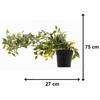 Home Artificial Vine;Pine;Fern;Ivy Plants with Pot Natural Look & Plastic Material  with Small Size Pot Size 27 X 75 X 7 Cm, Pack of 1 (Green)