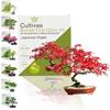 Bonsai Kit - CULTIVEA - Japanese Maple - Ready To Grow - Ideal for Beginners - Gardening Gift Idea