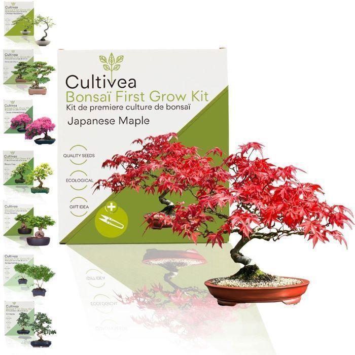 Bonsai Kit - CULTIVEA - Japanese Maple - Ready to Grow - Ideal for Beginners - Gardening Gift Idea