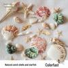 Handmade Seashell & Starfish DIY Photo Frame Decor - Natural Conch, Sea Urchin, and Starfish Shells for Fish Tank and Landscaping.