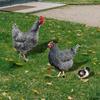 3pcs Chicken Home Decor Realistic Garden Sculpture Yard Art Rustic Outdoor Decor