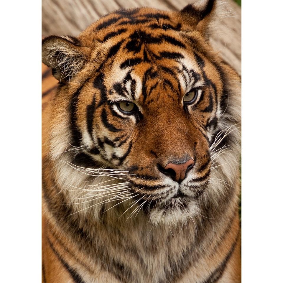 5D DIY Diamond Painting Animal Tiger Rhinestone Art Picture Full Diamond Embroidery Mosaic Home Decor Gift Kit