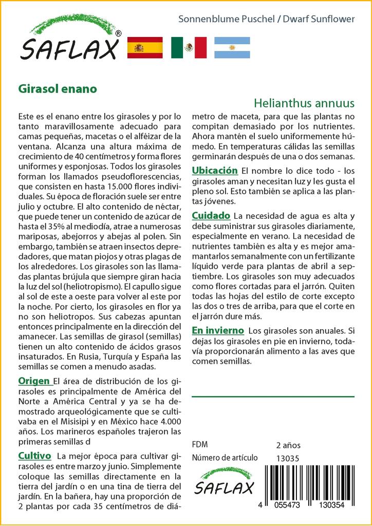 SAFLAX Cüce Ayçiçeği - 40 tohum - Helianthus annuus