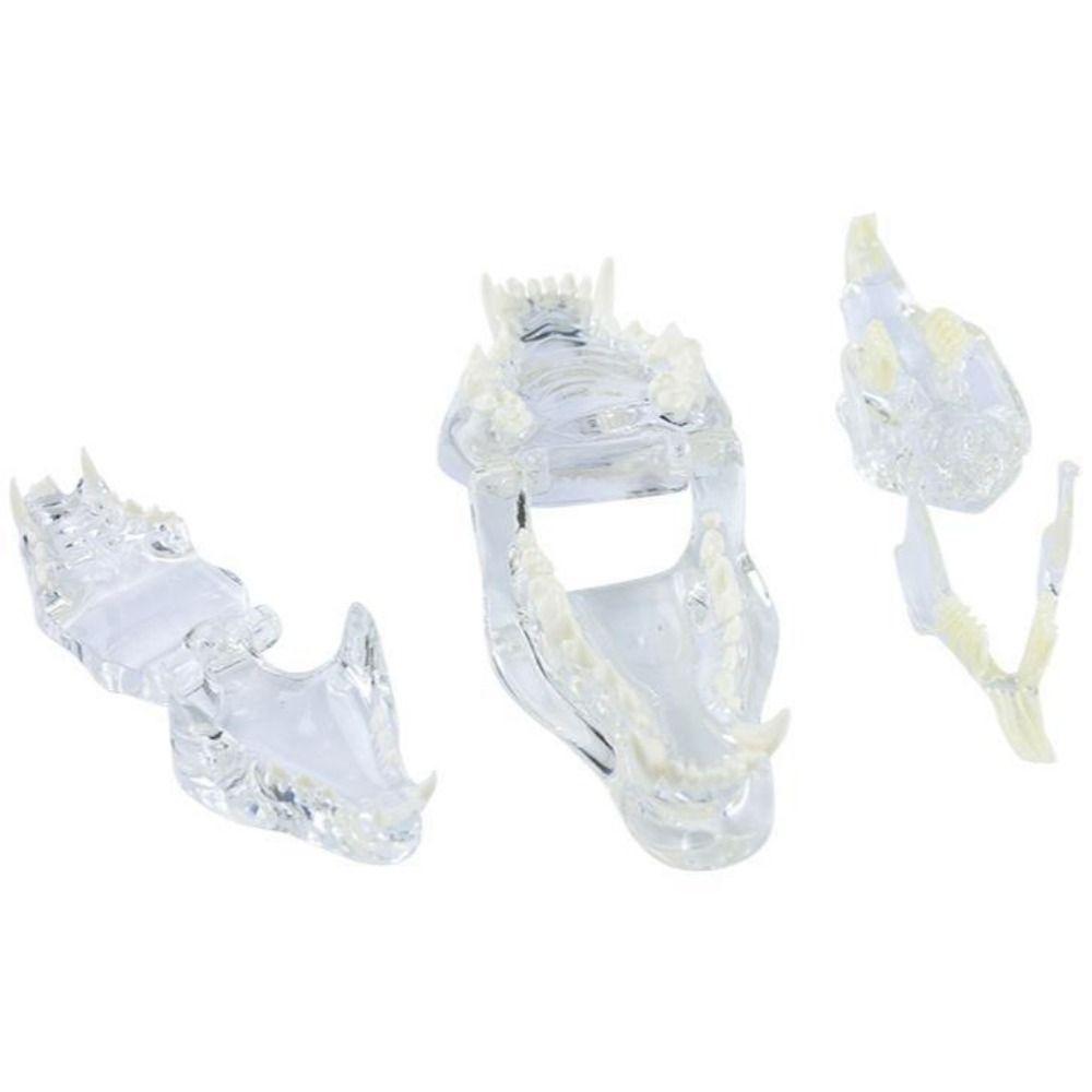 Transparent Dog Tooth Model Dog Cat Rabbit Dental Teaching Canine Cat Clear Typodont  Clinic
