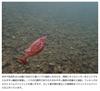 Imakatsu Huddle Gill 3.9 Inch (Eco-friendly Product) #S-364 Lake Shrimp