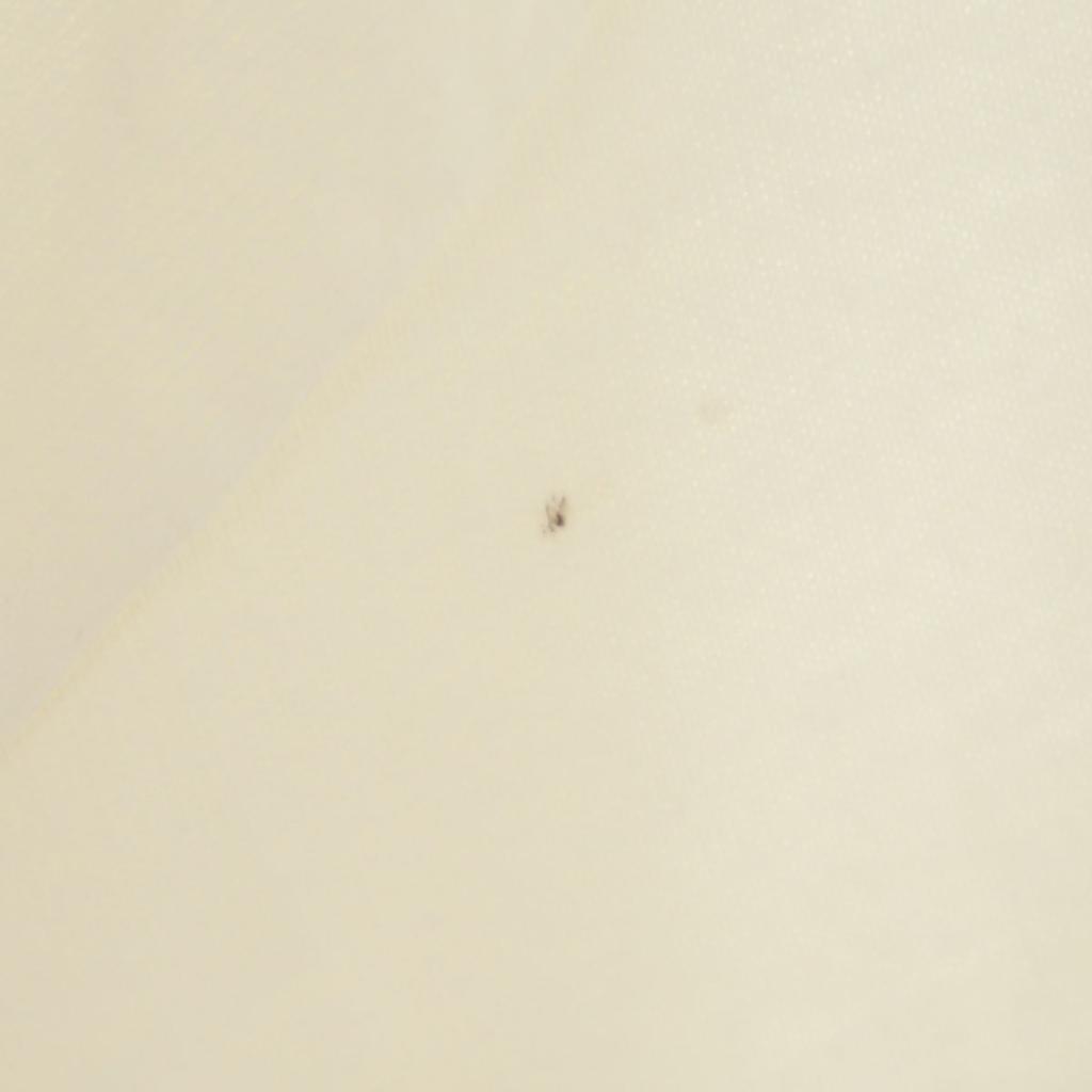 Hanes 90s Made in USA Old TINY TOON print Short sleeve T-shirt L Men's Used