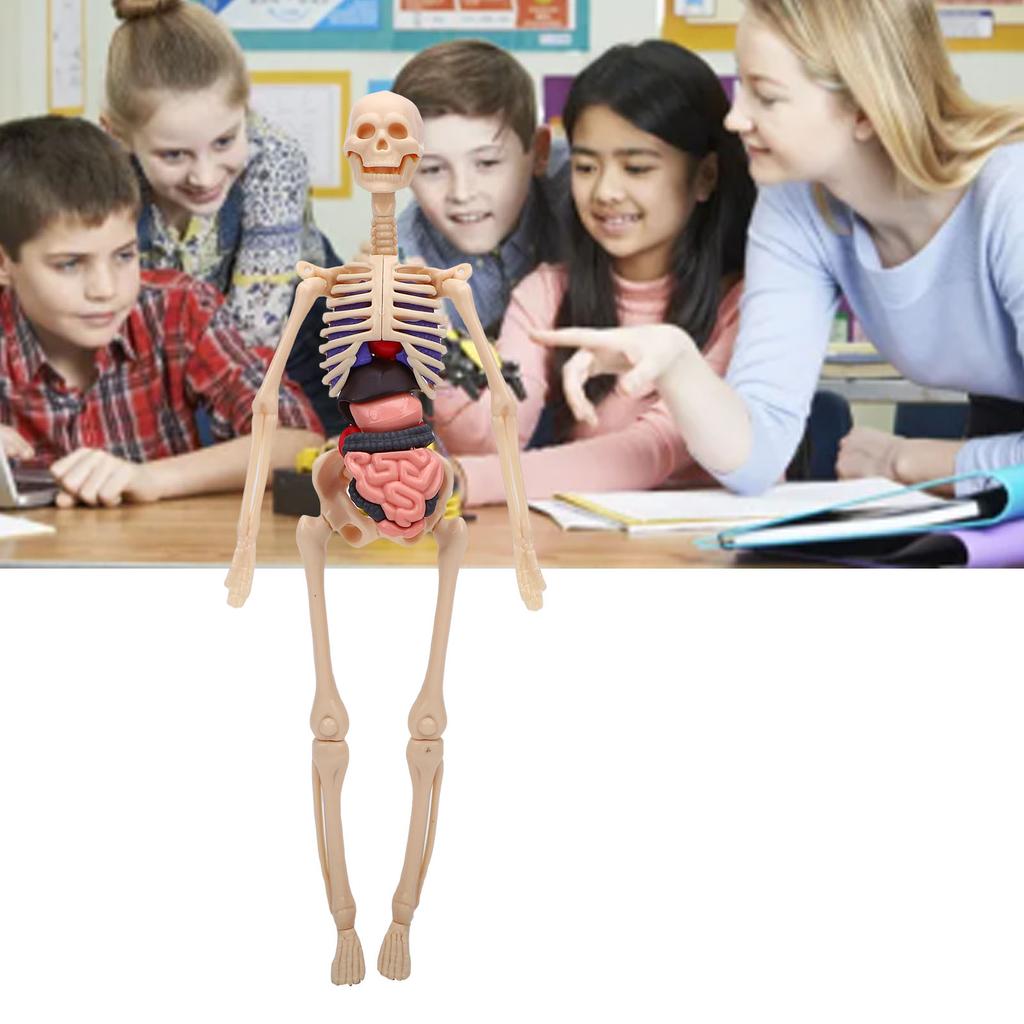 Clear Human Body Skeleton Model Kit 3D Human   Structure Model Kit with Removable Organs for Kids
