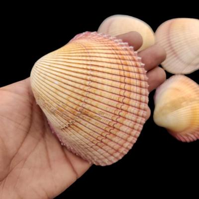Herzmuschel Plagiocardium Muschelschale für für Deko und Geschenk und Dekoration, Flussmuschel, Sammlerstück nach Wahl.