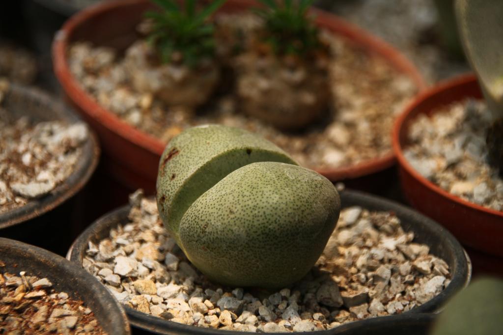 SAFLAX Lebender Granit – 40 Samen – Pleiospilos nelii