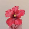 Cloth Hibiscus Flower Hairpin Bangs Clip Bohemian Style Hair Clip Floral Duckbill Clip  Summer