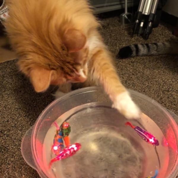 Svømmende kjæledyrfisk, Akselererer Sakte ned Svinger i vannet, Vanntett LED-lys Fisk, Dekor Vrir halen på en livaktig måte