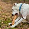 4DOGS Cinnamon Tree Chew Size L