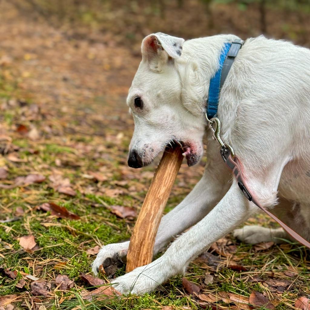 4DOGS Cinnamon Tree Chew Size L