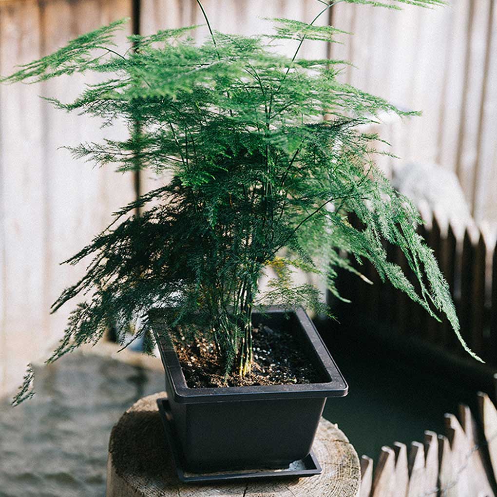Gärtnertopf Professioneller Sukkulentenhalter Zuhause Innen Außen Pflanzgefäße Gartenzubehör mit Drainagedesign