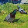 Double-Sided Printing Realistic Pigeon Sculpture Acrylic Pigeon Statues Wild Pigeon Decorations