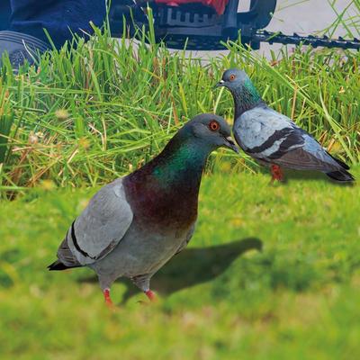 Double-Sided Printing Acrylic Pigeon Statues Pigeon Sculpture Wild Pigeon Decorations Realistic