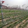 BZY Simulation Obstacle: Single Row Wire Fence