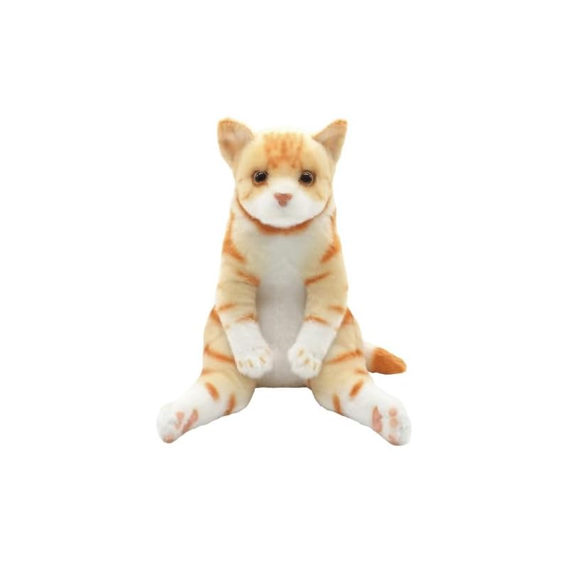 

Rian Q Lab Swaccii ZOO cat American shorthair red tabby