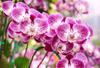 Orchidee Potgrond met Meststof