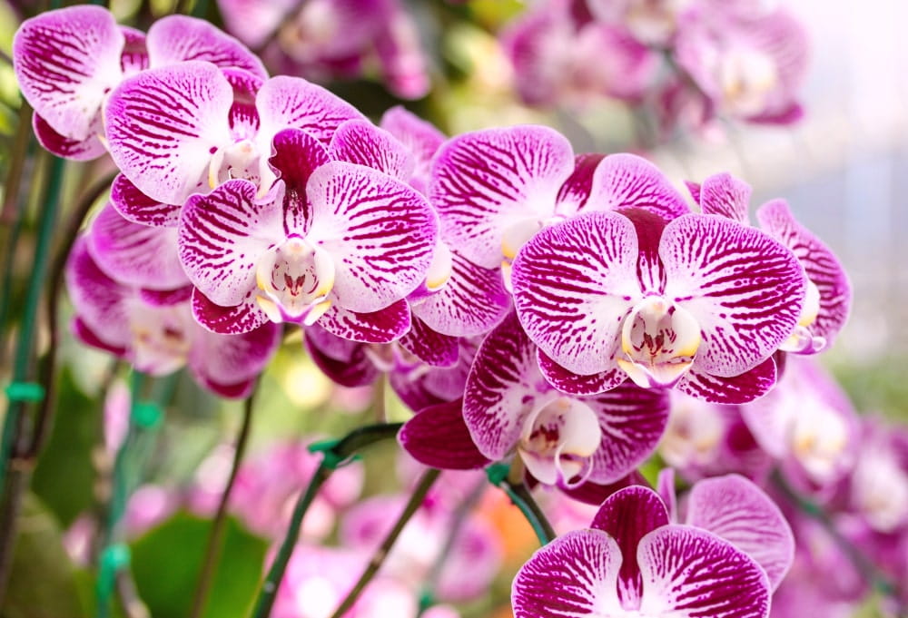 Orchidee Potgrond met Meststof