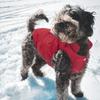 Waterproof Windproof Winter Dog Coat: Warm Pet Vest for Cold Weather