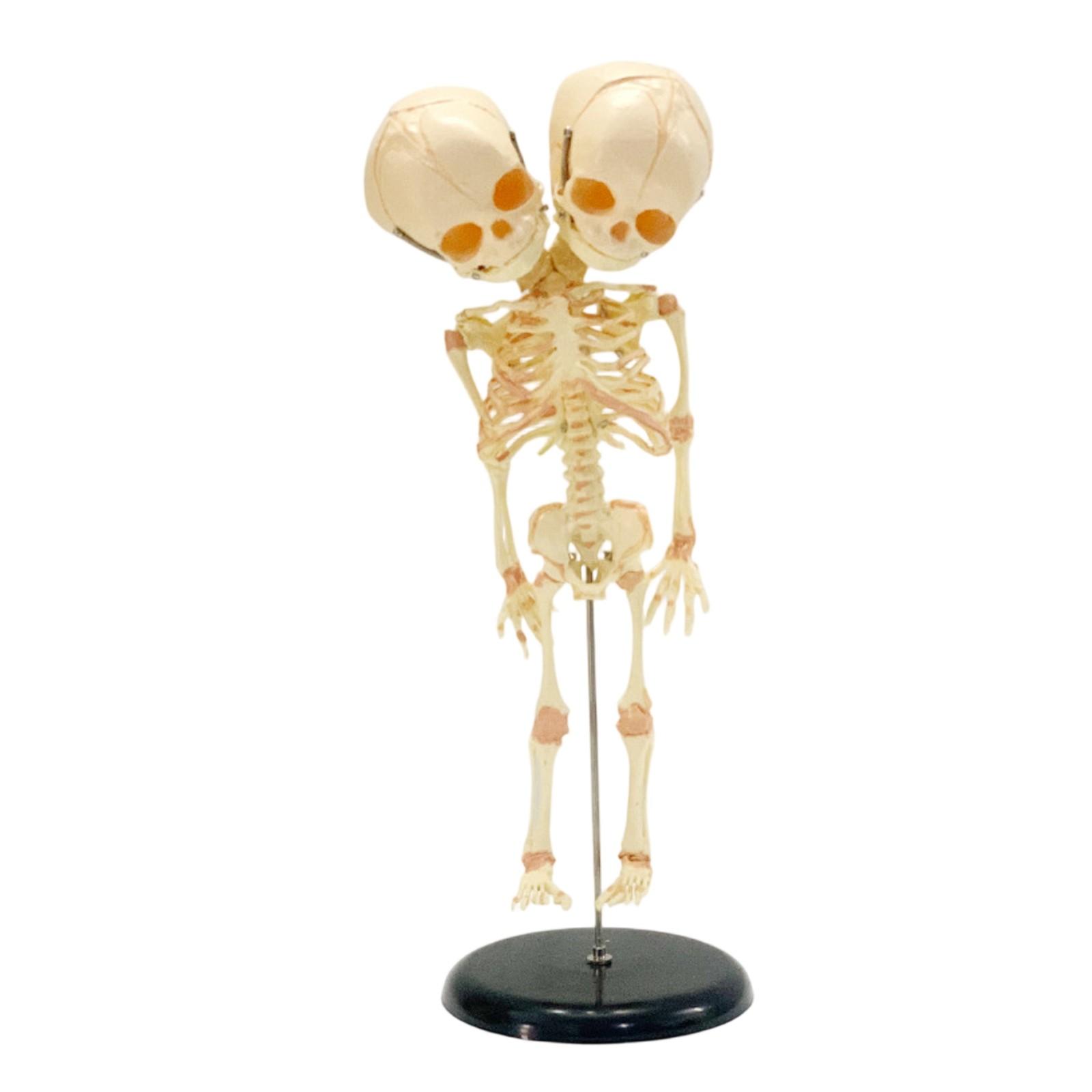 

Halloween 5.5ft Skeleton Simulation Human Plastic Skeleton Haunted House Prop Skeleton Decoration One Size бежевый