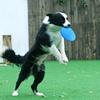 NonSlip Dog Flying Disc Chew Durable Outdoor Toy Rubber Soft Training Exercise For Active Pet