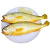 Hongshun Freshly Frozen Yellow Croaker