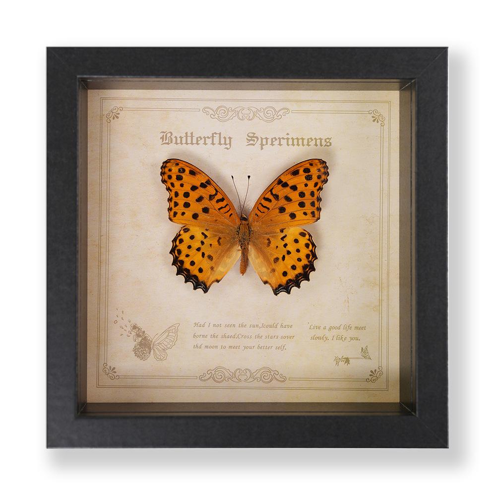 Green Banded Swallowtail Butterfly Specimen Decorative Painting - Real Insect for Display