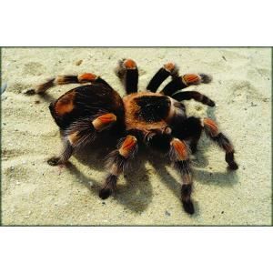Tarantule - Maquette en métal
