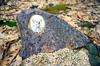 Chinese Crested Dog, Puff - Commemorative Plaque with a Photo of a Dog, Tombstone with a Print, Personalized Oval Plaque from the Art-Dog Brand