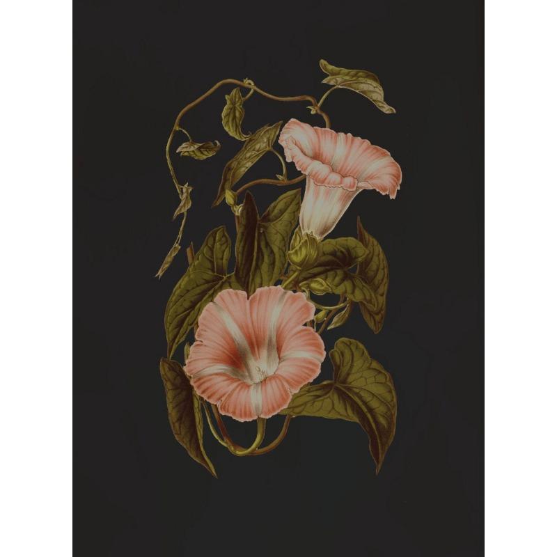 

Dark Botanical Black Background Vintage Flower Antique Poster and Prints Wall Art Pictures Gallery Canvas Painting Home Decor 21cm×30cm NoFrame