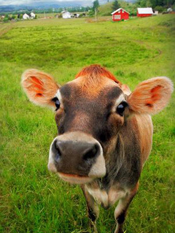 

Алмазная картина Животное 5D Алмазная картина Набор Наборы для вышивки крестом ВышивкаАлмазная картина Полная дрель Круглая 15*20cm