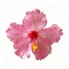 Floare Artificială Floare de Hibiscus Agrafă de Păr Nu Rănește Părul Stil Bohemia Accesorii de Păr Fotografie Plajă Călătorie Agrafă Laterală pentru Nuntă