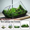 Micro Landscape Plant Terrariums Glass Greenhouse Rainforest Fern Moss Terrarium Ecological Geometric Vase Table Greenhouse New