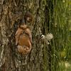 Unique Bird Feeders,Tree Faces Decor Outdoor,tree Decoration Outdoor Makes For Housewarming Or Birthday Present For Your Family And Friends
