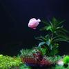 Artificial Silicone Fish for Aquarium Freshwater Saltwater for Tank Decoration Moving Floating Lifelike Tropical Fish
