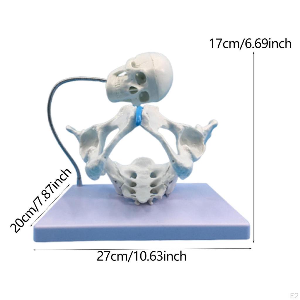 Weibliches Becken Strukturmodell, Gebärmutter Lehrmittel, 1:1 PVC-Liefermodell zum Studium