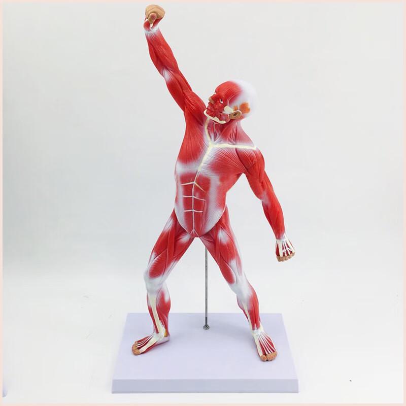 Zushuo Human Full Body Muscle and Organ Anatomy Model