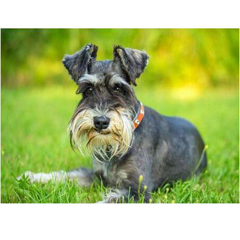 Pictura cu diamant rotund / pătrat Flori Peisaj Mozaic Broderie înger Poză cu diamant Decorare acasă