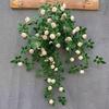 Artificial Rose Vine Wall Hanging for Indoor Decoration