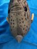 TST Advance Angler Filefish Plush Toy 9354