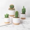 Cactus Garden Supply Succulent Plants Self Watering Flower Pot With Drainage Hole Orchid Pots Flower Containers Indoor